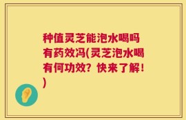 种值灵芝能泡水喝吗 有药效冯(灵芝泡水喝有何功效？快来了解！)