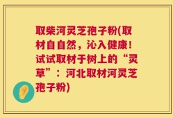 取柴河灵芝孢子粉(取材自自然，沁入健康！试试取材于树上的“灵草”：河北取材河灵芝孢子粉)
