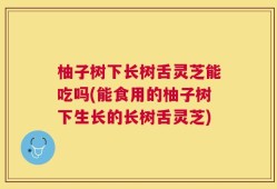 柚子树下长树舌灵芝能吃吗(能食用的柚子树下生长的长树舌灵芝)