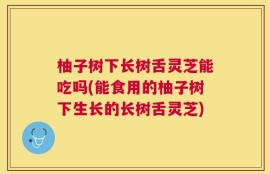 柚子树下长树舌灵芝能吃吗(能食用的柚子树下生长的长树舌灵芝)