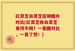 红灵芝白灵芝区别图片对比(红灵芝和白灵芝有何不同？一张图对比，一目了然！)
