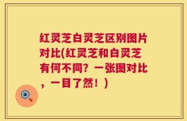 红灵芝白灵芝区别图片对比(红灵芝和白灵芝有何不同？一张图对比，一目了然！)