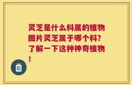 灵芝是什么科属的植物图片灵芝属于哪个科？了解一下这种神奇植物！