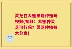 灵芝在大棚里能种植吗视频(视频：大棚种灵芝可行吗？灵芝种植技术分享)