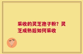 采收的灵芝孢子粉？灵芝成熟后如何采收