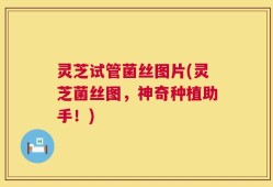 灵芝试管菌丝图片(灵芝菌丝图，神奇种植助手！)