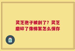 灵芝孢子被刮了？灵芝磨碎了像棉絮怎么保存