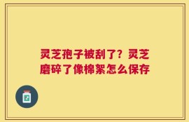 灵芝孢子被刮了？灵芝磨碎了像棉絮怎么保存
