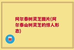 阿尔泰树灵芝图片(阿尔泰山树灵芝的惊人形态)