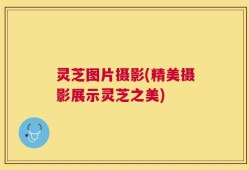 灵芝图片摄影(精美摄影展示灵芝之美)