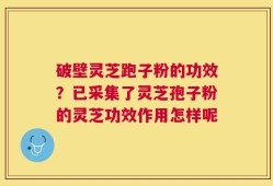 破壁灵芝跑子粉的功效？已采集了灵芝孢子粉的灵芝功效作用怎样呢