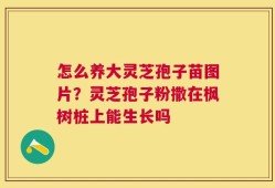怎么养大灵芝孢子苗图片？灵芝孢子粉撒在枫树桩上能生长吗