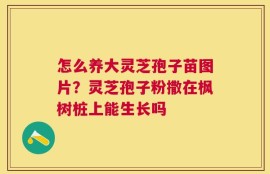 怎么养大灵芝孢子苗图片？灵芝孢子粉撒在枫树桩上能生长吗