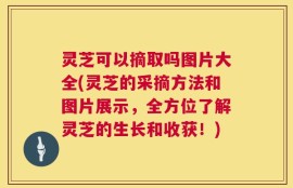 灵芝可以摘取吗图片大全(灵芝的采摘方法和图片展示，全方位了解灵芝的生长和收获！)