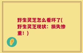 野生灵芝怎么看坏了(野生灵芝现状：损失惨重！)