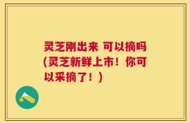 灵芝刚出来 可以摘吗(灵芝新鲜上市！你可以采摘了！)