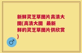 新鲜灵芝草图片高清大图(高清大图  最新鲜的灵芝草图片供欣赏)