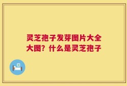 灵芝孢子发芽图片大全大图？什么是灵芝孢子