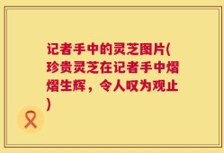 记者手中的灵芝图片(珍贵灵芝在记者手中熠熠生辉，令人叹为观止)