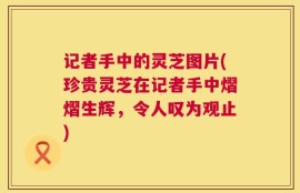 记者手中的灵芝图片(珍贵灵芝在记者手中熠熠生辉，令人叹为观止)