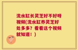 流水缸长灵芝好不好呀视频(流水缸养灵芝好处多多？看看这个视频就知道！)