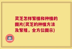 灵芝怎样繁植和种植的图片(灵芝的种植方法及繁殖，全方位图示)
