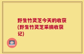 野生竹灵芝今天的收获(野生竹灵芝采摘收获记)