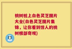 桃树桩上白色灵芝图片大全(白色灵芝图片集锦，让你看到惊人的桃树根部奇观)