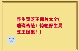野生灵芝王图片大全(璀璨奇葩！惊艳野生灵芝王图集！)
