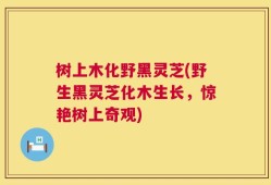 树上木化野黑灵芝(野生黑灵芝化木生长，惊艳树上奇观)