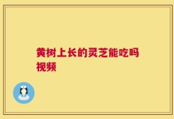黄树上长的灵芝能吃吗视频