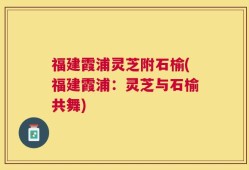 福建霞浦灵芝附石榆(福建霞浦：灵芝与石榆共舞)
