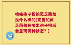 喷完孢子粉的灵芝菌盖是什么样的(完善的灵芝菌盖在喷出孢子粉后会呈现何种状态？)