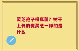 灵芝孢子粉真菌？树干上长的像灵芝一样的是什么