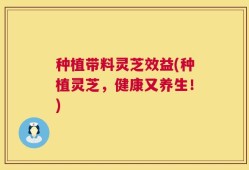 种植带料灵芝效益(种植灵芝，健康又养生！)