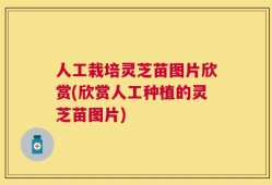 人工栽培灵芝苗图片欣赏(欣赏人工种植的灵芝苗图片)
