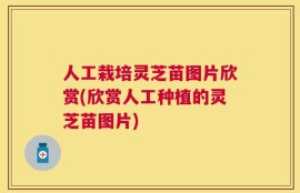 人工栽培灵芝苗图片欣赏(欣赏人工种植的灵芝苗图片)