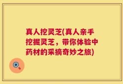 真人挖灵芝(真人亲手挖掘灵芝，带你体验中药材的采摘奇妙之旅)
