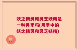 妖之精灵和灵芝妖精是一种月季吗(月季中的妖之精灵和灵芝妖精)