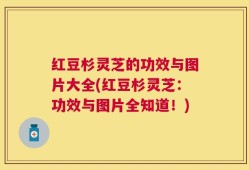 红豆杉灵芝的功效与图片大全(红豆杉灵芝：功效与图片全知道！)
