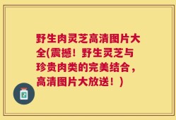 野生肉灵芝高清图片大全(震撼！野生灵芝与珍贵肉类的完美结合，高清图片大放送！)