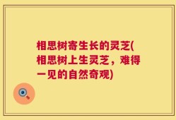 相思树寄生长的灵芝(相思树上生灵芝，难得一见的自然奇观)