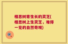 相思树寄生长的灵芝(相思树上生灵芝，难得一见的自然奇观)