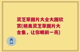 灵芝草图片大全大图欣赏(精美灵芝草图片大合集，让你眼前一亮)