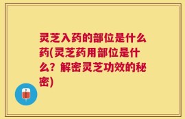 灵芝入药的部位是什么药(灵芝药用部位是什么？解密灵芝功效的秘密)