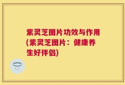 紫灵芝图片功效与作用(紫灵芝图片：健康养生好伴侣)