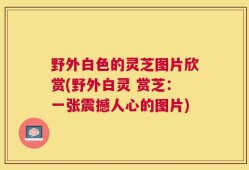 野外白色的灵芝图片欣赏(野外白灵 赏芝：一张震撼人心的图片)