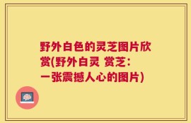 野外白色的灵芝图片欣赏(野外白灵 赏芝：一张震撼人心的图片)