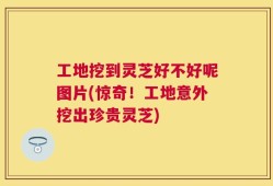 工地挖到灵芝好不好呢图片(惊奇！工地意外挖出珍贵灵芝)