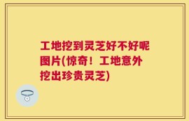 工地挖到灵芝好不好呢图片(惊奇！工地意外挖出珍贵灵芝)